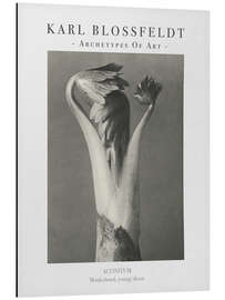 Magnettafel Monkshood