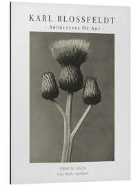 Aluminiumtavla Grey thistle - Karl Blossfeldt