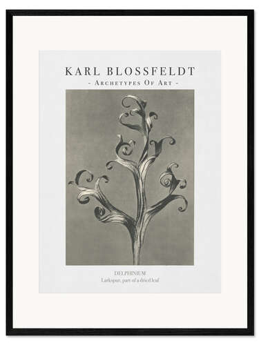 Ingelijste kunstdruk Larkspur