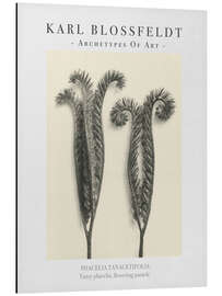 Magnettafel Tansy phacelia