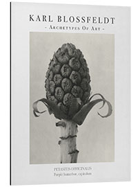 Aluminium print Purple butterbur