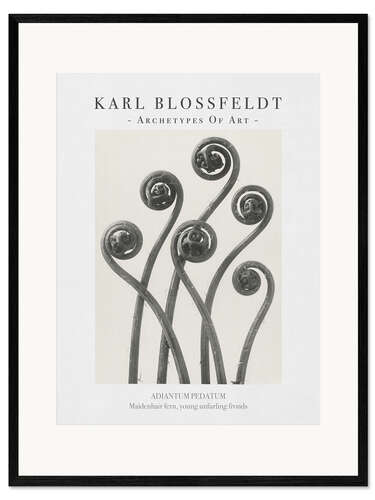 Gerahmter Kunstdruck Maidenhair fern
