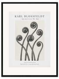 Ingelijste kunstdruk Maidenhair fern