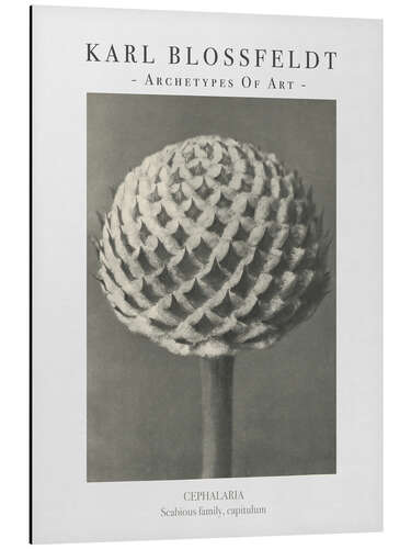 Tableau en aluminium Scabious family