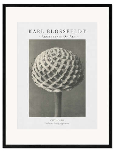 Gerahmter Kunstdruck Scabious family