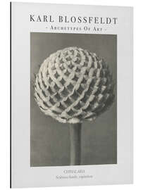 Magnettafel Scabious family