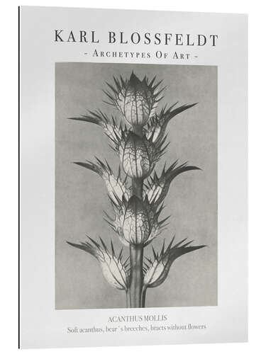 Gallery print Soft acanthus