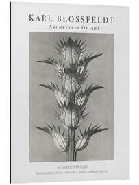 Magnettafel Soft acanthus