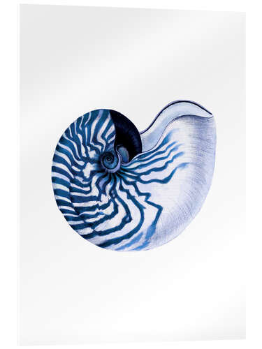 Acrylic print Shell blue-white hampton style