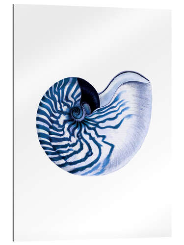 Galleritryck Shell blue-white hampton style