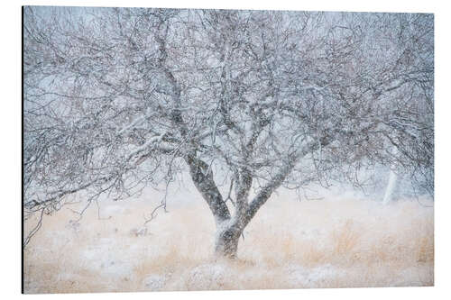 Aluminium print Snowfall on a winterday in at the Kampina in the Netherlands