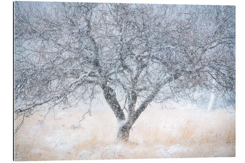 Gallery print Snowfall on a winterday in at the Kampina in the Netherlands