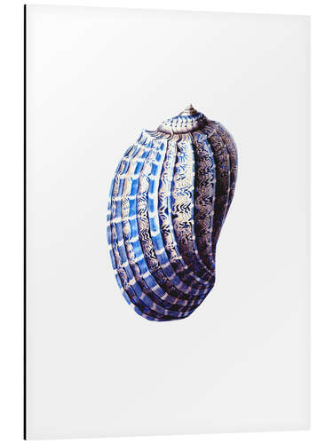 Aluminium print Shell blue-white, hampton style