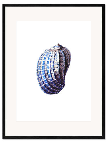 Framed art print Shell blue-white, hampton style