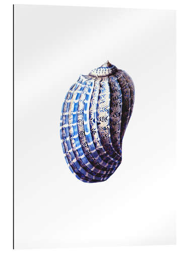 Galleriprint Shell blue-white, hampton style