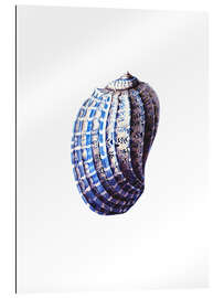 Galleriprint Shell blue-white, hampton style