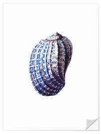 Selvklebende plakat Shell blue-white, hampton style