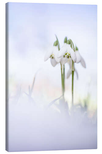 Canvas print Gorgeous Snowdrops