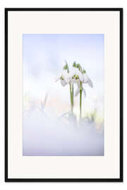 Gerahmter Kunstdruck Wunderschöne Schneeglöckchen