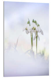 Gallery print Gorgeous Snowdrops