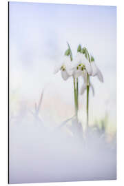 Magnettafel Wunderschöne Schneeglöckchen