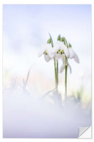 Naklejka na ścianę Gorgeous Snowdrops