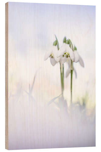 Obraz na drewnie Gorgeous Snowdrops