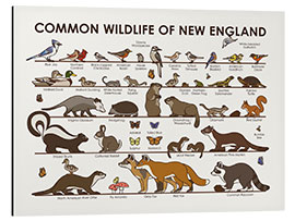 Aluminium print Common Wildlife of New England