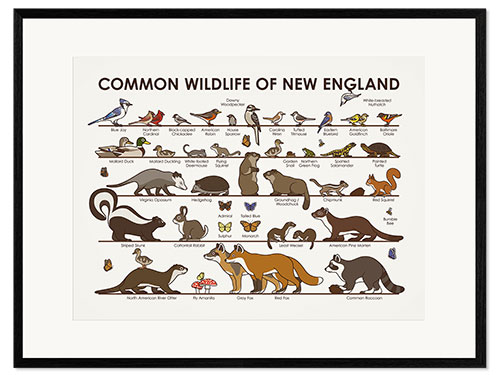 Gerahmter Kunstdruck Tierwelt von Neuengland (Englisch)