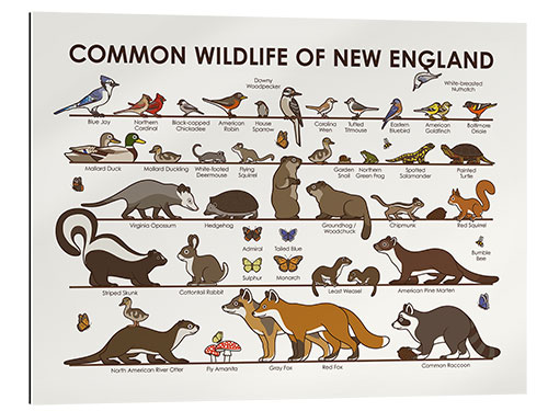 Galleriprint Common Wildlife of New England