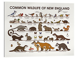 Gallery print Common Wildlife of New England