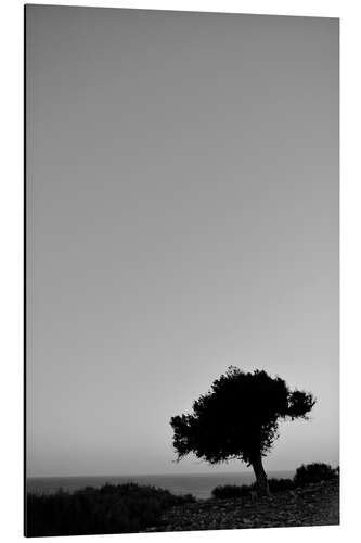 Aluminium print The tree that looked at the sea on the horizon