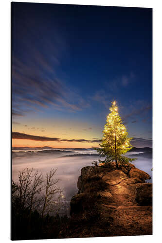 Aluminium print Christmas tree in the Palatinate Forest at sunrise