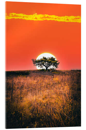Akrylbilde Red sunrise behind a pine tree
