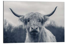 Aluminium print Highland cattle