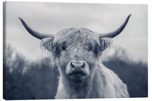 Canvas print Highland cattle