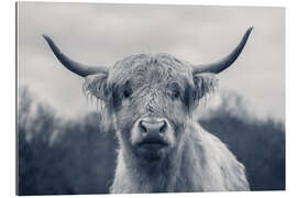 Tableau en plexi-alu Highland cattle