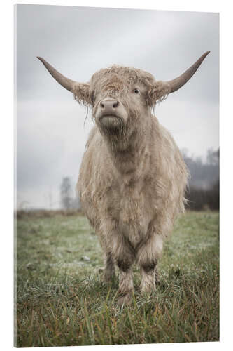 Cuadro de metacrilato Light highland cattle