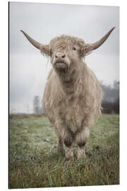 Aluminium print Light highland cattle