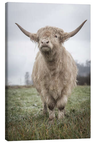 Quadro em tela Light highland cattle