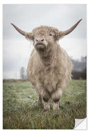 Naklejka na ścianę Light highland cattle