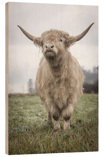 Tableau en bois Light highland cattle