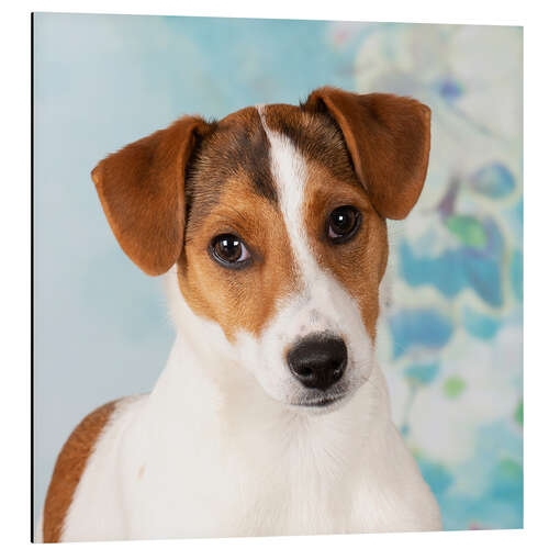 Tableau en aluminium Young Jack Russell Terrier