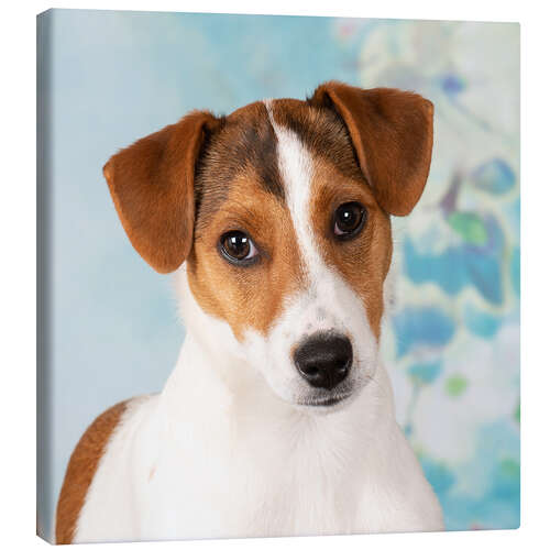 Quadro em tela Young Jack Russell Terrier