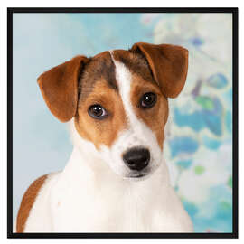 Gerahmter Kunstdruck Junger Jack Russell Terrier