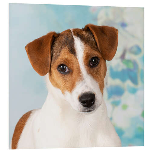 Tableau en PVC Young Jack Russell Terrier