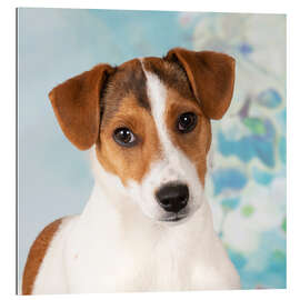 Gallery print Young Jack Russell Terrier