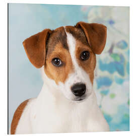 Magnettafel Junger Jack Russell Terrier