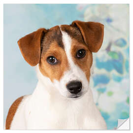 Vinilo para la pared Young Jack Russell Terrier