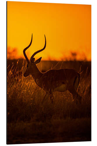 Aluminium print Impala at sunrise in the Masai Mara of Kenya